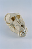Mandrill skull