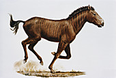 Western Horse
