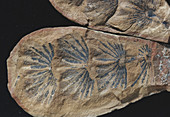 Fossil Horsetail Leaves