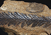 Sequoia Fossil