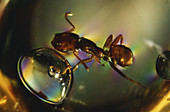 Harvester Ant in Amber