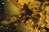 Wasps in Amber