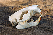 Beaver skull