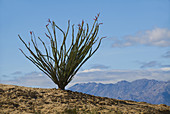 Single Occotillo in bloom at Font's Point
