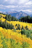 Colorado aspens