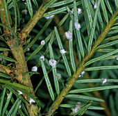 Douglas fir adelgids