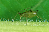Currant-lettuce aphid