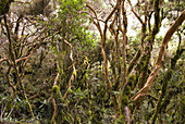 Native Polylepis Woodland