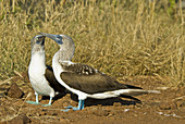 Blue-footed booby pair