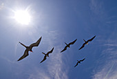 Great frigatebirds soaring