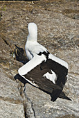 Nazca booby thermoregulating