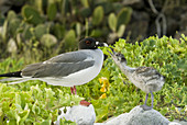 Swallow-tailed gull chick and adult