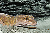 Giant cave gecko
