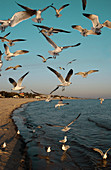 Common gulls in flight