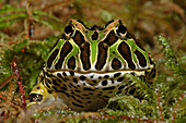 Pacman Frog