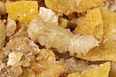 Yellow mealworm pupa