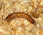 Yellow mealworm beetle larva