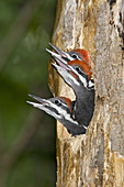 Pileated Woodpecker Nestlings