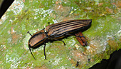 Click Beetle