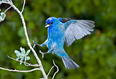 Indigo Bunting Alighting