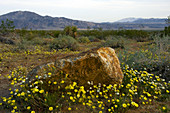 Desert Dandelions