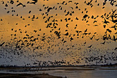 Sandhill Cranes