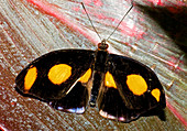 Spotted Grecian Shoemaker Butterfly