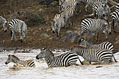Zebras Crossing Mara River,Kenya