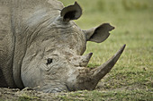 Sleeping White Rhinoceros