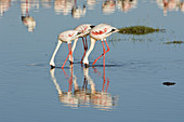 Greater Flamingos in Lake Nakuru