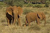 Elephants Covered in Red Dust