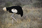 Male Somali Ostrich,Kenya
