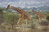 Reticulated Giraffe Scavenging for Food