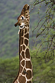 Reticulated Giraffe Eating from Acacia Tr