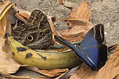 Owl butterflies feeding on banana