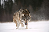 Wolf in Winter