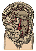 Inferior mesenteric Artery and the Aorta