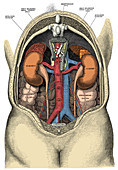 Dissection of the Abdomen