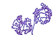 Fruit fly salivary gland chromosomes