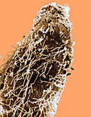 Bacteria on Sorghum Root Tip