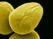 Buttercup Pollen,SEM
