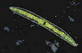 Closterium sp. Algae (LM)