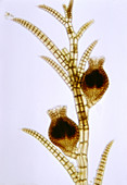 Polysiphonia sp. Algae,LM
