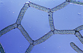Hydrodictyon sp. Algae,LM