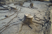 Fossil Roots