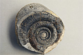 Ammonite