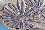 Annularia Fossil