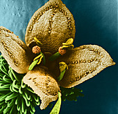 Goosegrass Flower (SEM)