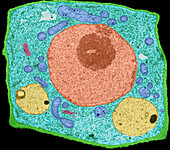 Plant Cell (TEM)
