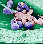 Impatiens Ovary with Ovules (SEM)